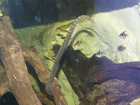 Chúng[-]sử[-]dụng[-]cặp[-]râu[-]này[-]như[-]một[-]loại[-]mồi[-]nhử[-]thu[-]hút[-]các[-]loài[-]cá[-]đến[-]gần.